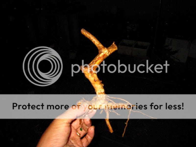 photo IMG_1916_zps73d2b5b6.jpg