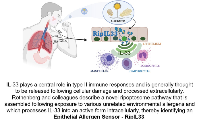 Allergen-sensing pathway