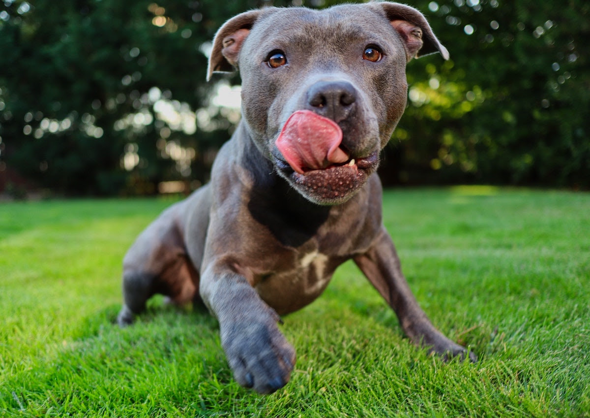 Aggressive breeds clearance for apartments