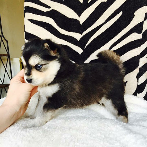 Pomsky (Pomeranian + Husky Crossbreed)