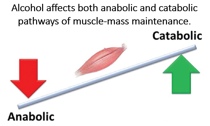 alcohol and muscles