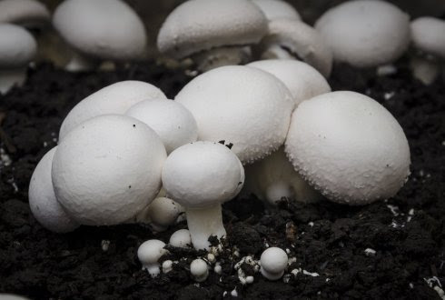 An Edible Mushroom That Stops Arthritis
