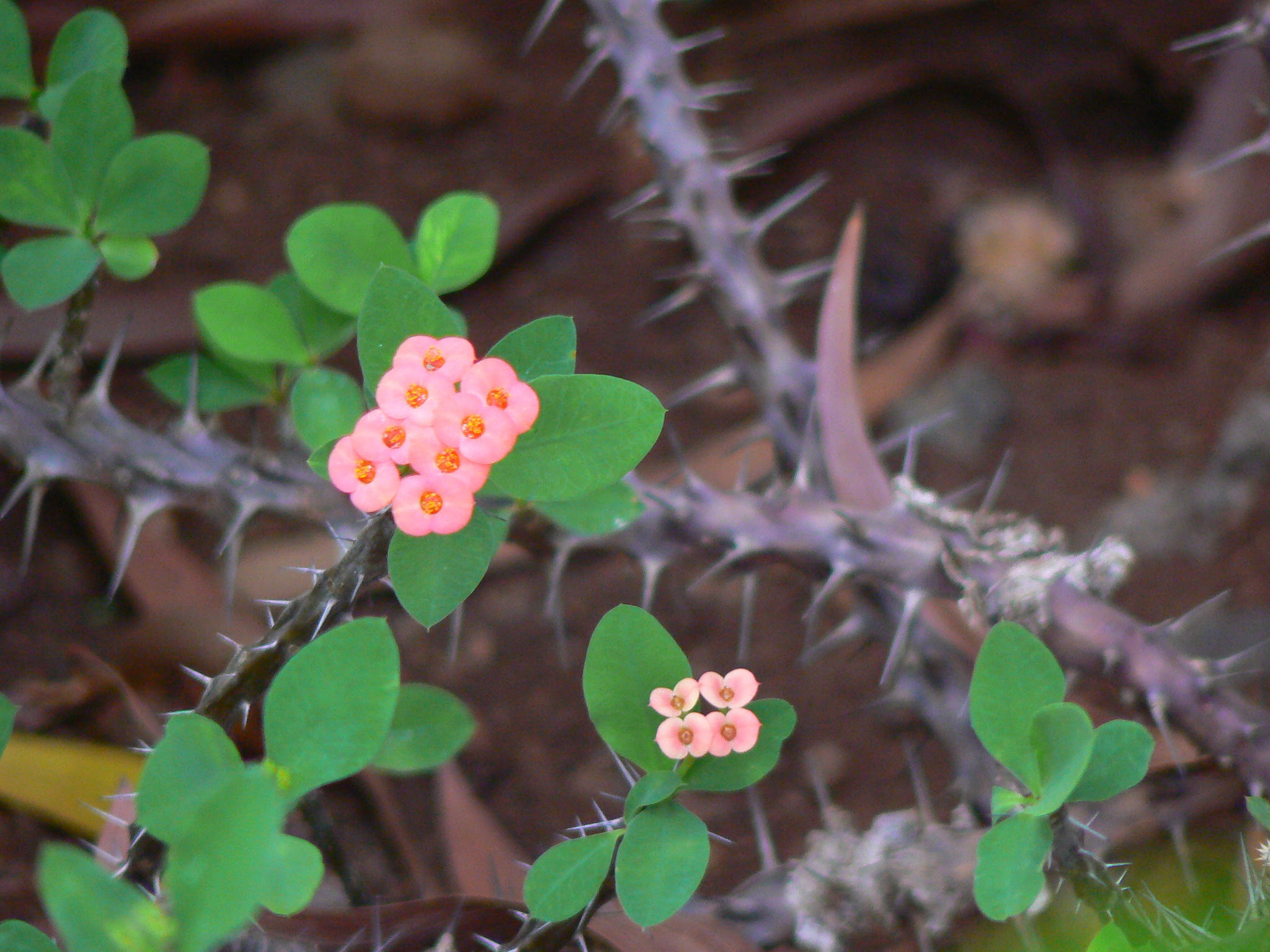 Euphorbia milii Des Moul.