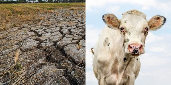 A photo of a cow cropped with a photo of dry, cracked earth.