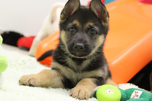 Small shepherd puppy rests in pile of toys.