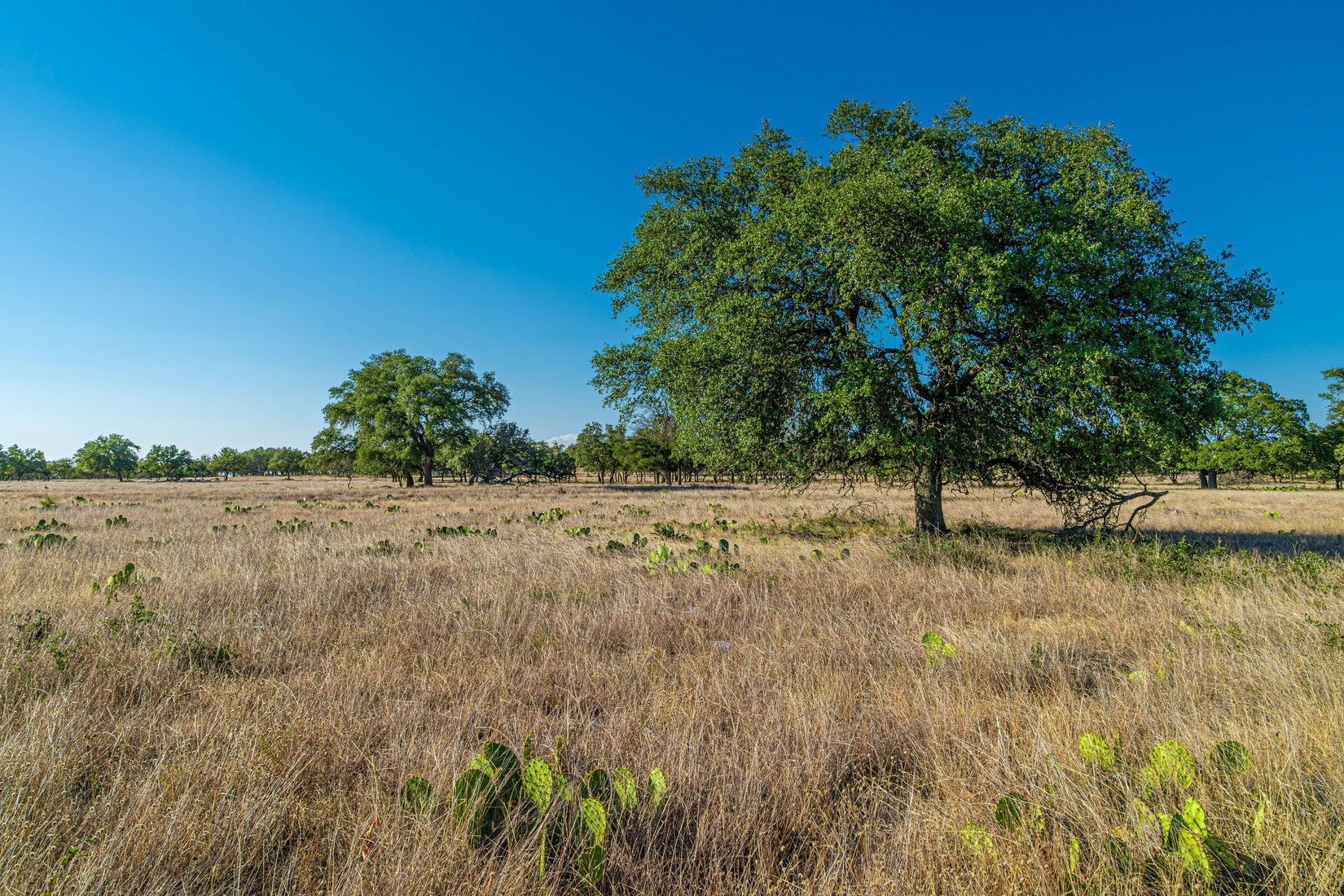 Texas ranch land with Oak trees and cactus in foreground