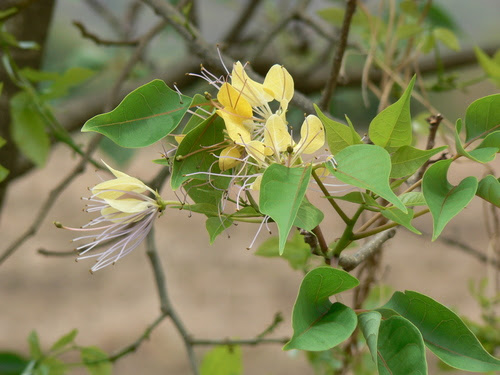 Crateva adansonii subsp. odora (Buch.-Ham.) Jacobs