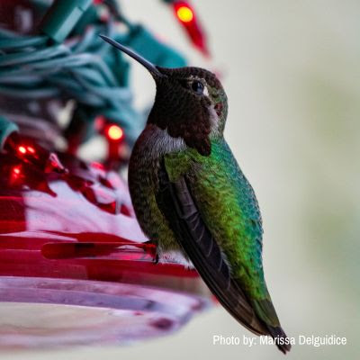 Sub-story 1 - are you committed to feeding hummingbirds this