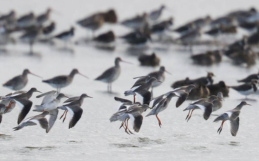 Las principales causas son el cambio climático, la cacería, el tráfico ilegal y la minería. (Foto: Getty Images) Las principales causas son el cambio climático, la cacería, el tráfico ilegal y la minería. (Foto: Getty Images)