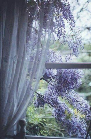 Flower-Lilacs-out-window