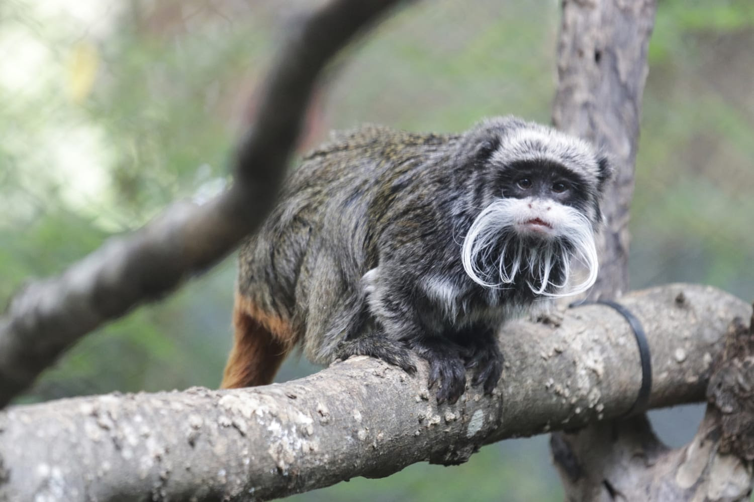 Σημερινό Today 230131-emperor-tamarin-monkey-dallas-zoo-jm-1000-24b0b5