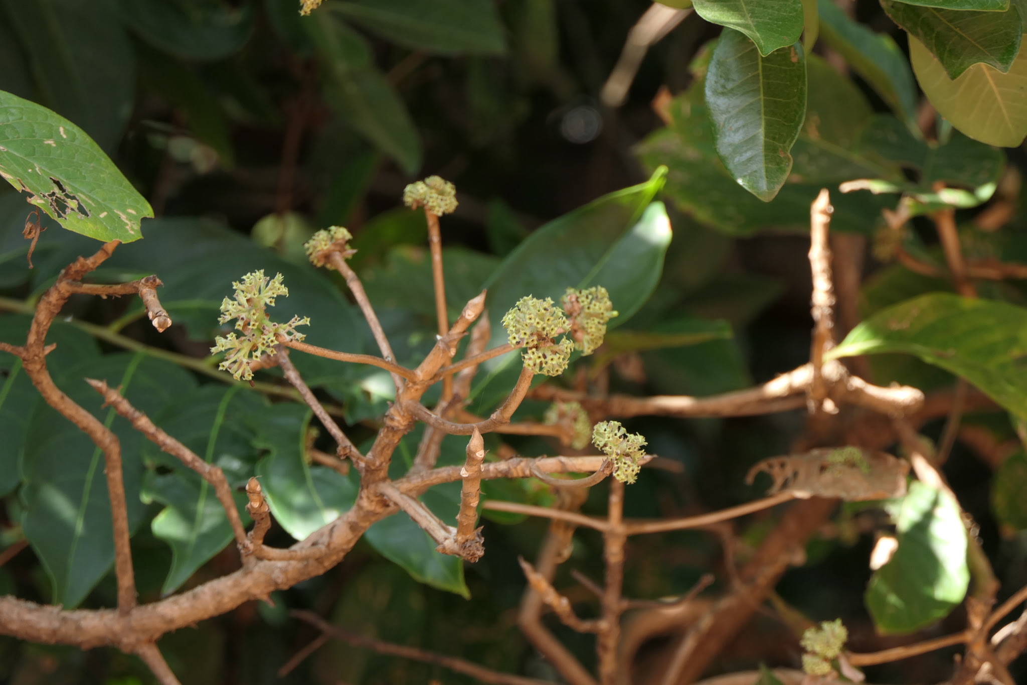 Pavetta crassicaulis Bremek.