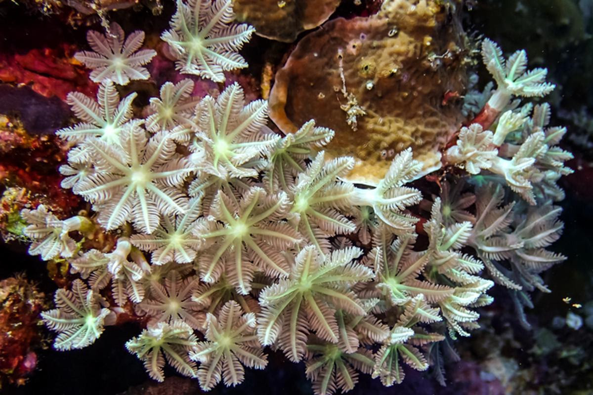Scientists have found the genetic instructions for the creation of a highly-promising anti-cancer compound in soft corals