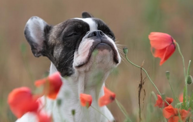 pictures of animals smelling flowers