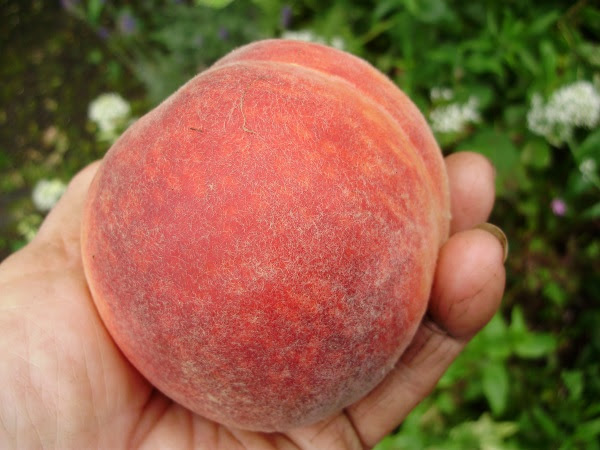 185gm peach, variety unknown 22nd July