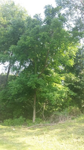 tall poison sumac tree