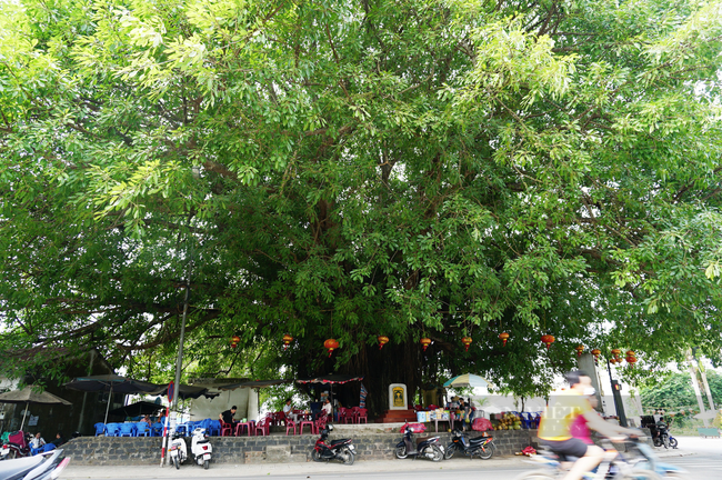 Truyền kỳ về những cây đa ở làng Phú Nhơn - Ảnh 3.