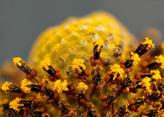 Close-up of disk florets with corolla petals, anther tubes and pollen