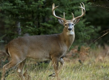 Michigan’s Targeted CWD Surveillance 2021 Concluded