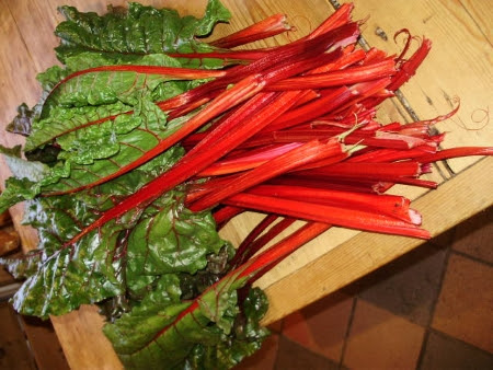 Ruby chard Vulcan - one of the best winter crops in the polytunnel our outside