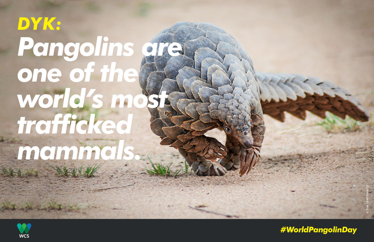 Pangolins are one of the world's most trafficked mammals.
