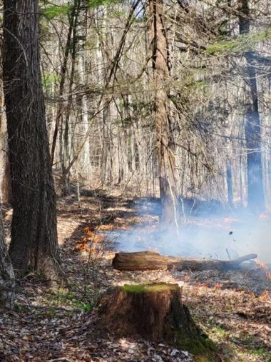view of wildfire burning on the forest floor