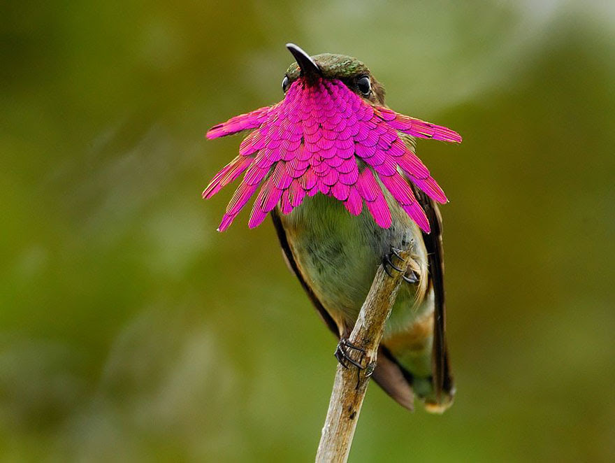 BREATH-TAKING HUMMINGBIRD CLOSE-UPS Cute-beautiful-hummingbird-photography-5