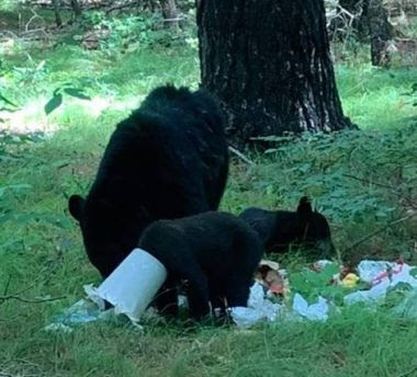 Three bears in woods, one with a plastic bucket stuck on its head