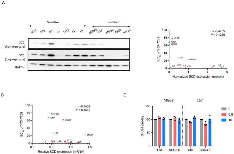 Investigational drug may combat brain tumors by targeting cancer cells' fat production