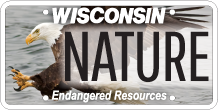 endangered resources license plate with image of bald eagle