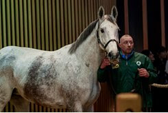 Ma Filleule in the ring during the Arqana Breeding Stock Sale