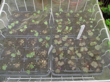 An old freezer basket covered with fine Enviromesh protecting seedlings from bad weather and pests An old freezer basket covered with fine Enviromesh protecting seedlings from bad weather and pests