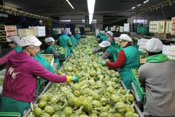 Exportaciones peruanas de alcachofa alcanzan las 24.551 toneladas entre enero y septiembre, mostrando una contracción de 5%