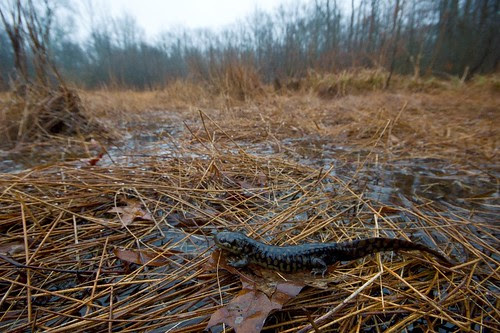 Photo of a tiger salamander seeks love and parenthood in a restored Delmarva bay habitat