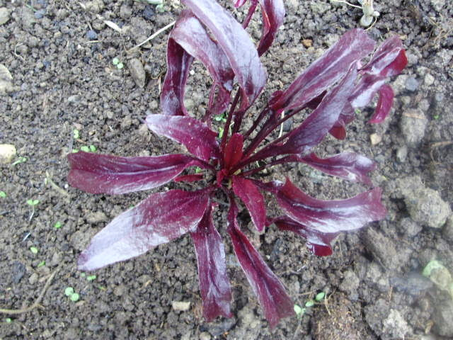 Young plant McGregor's Favourite beet PTP poss IG Young plant McGregor's Favourite beet PTP poss IG