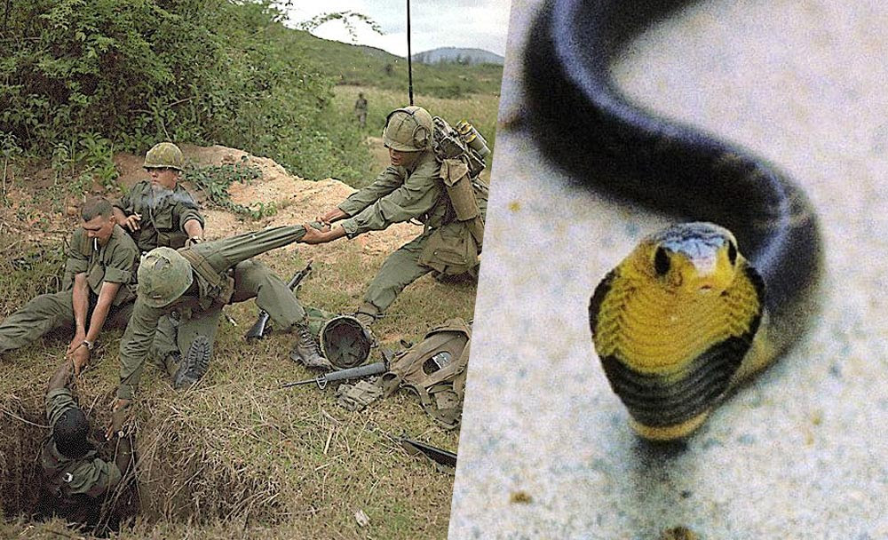 Snakes on a chopper: Vietnam vets tell harrowing serpentine tales