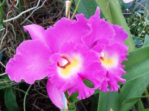 Blc. Nan Chang Silk Olimpic Torch