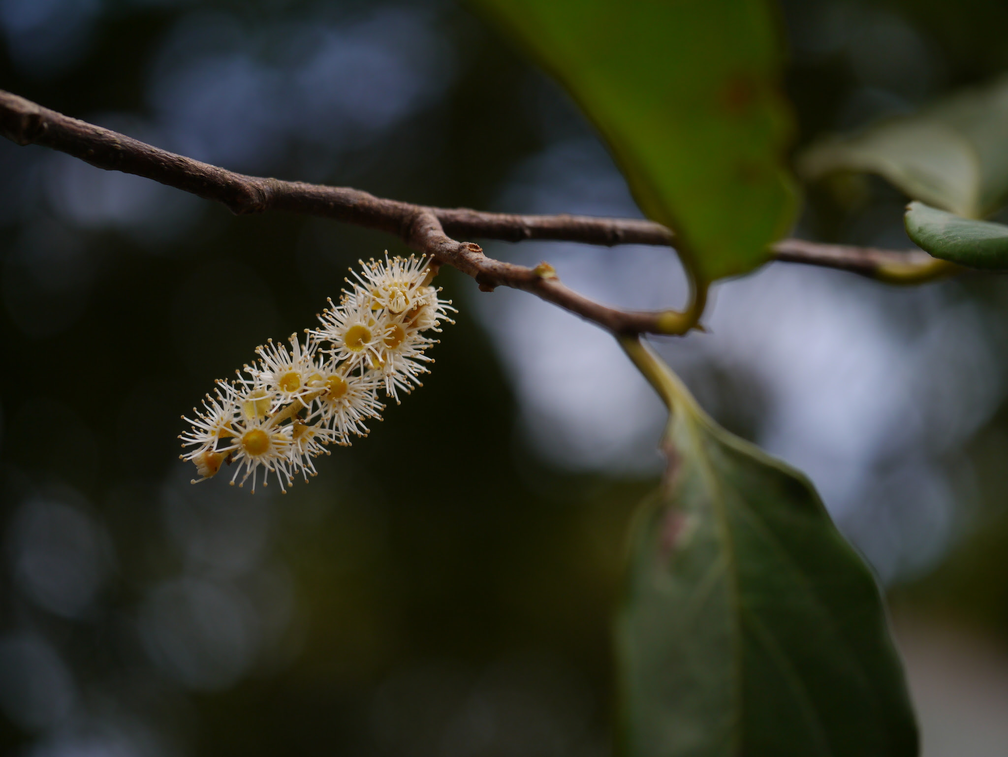 Prunus ceylanica (Wight) Miq.