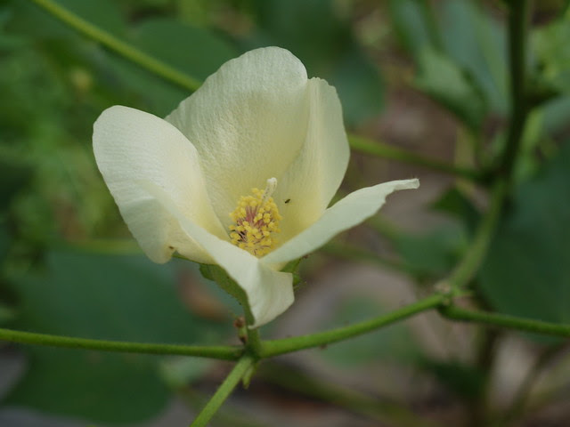 Gossypium hirsutum