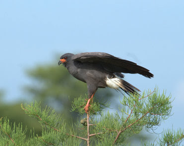 Snail Kite photo by Mike Baranski, FWC