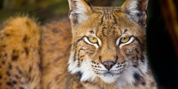A lynx sits in its forest home.