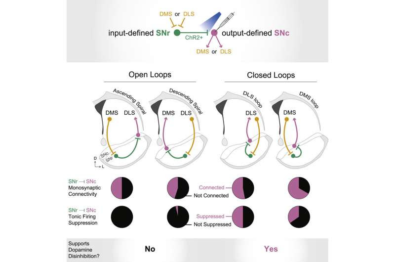 Investigating the role of dopamine circuits in habit formation