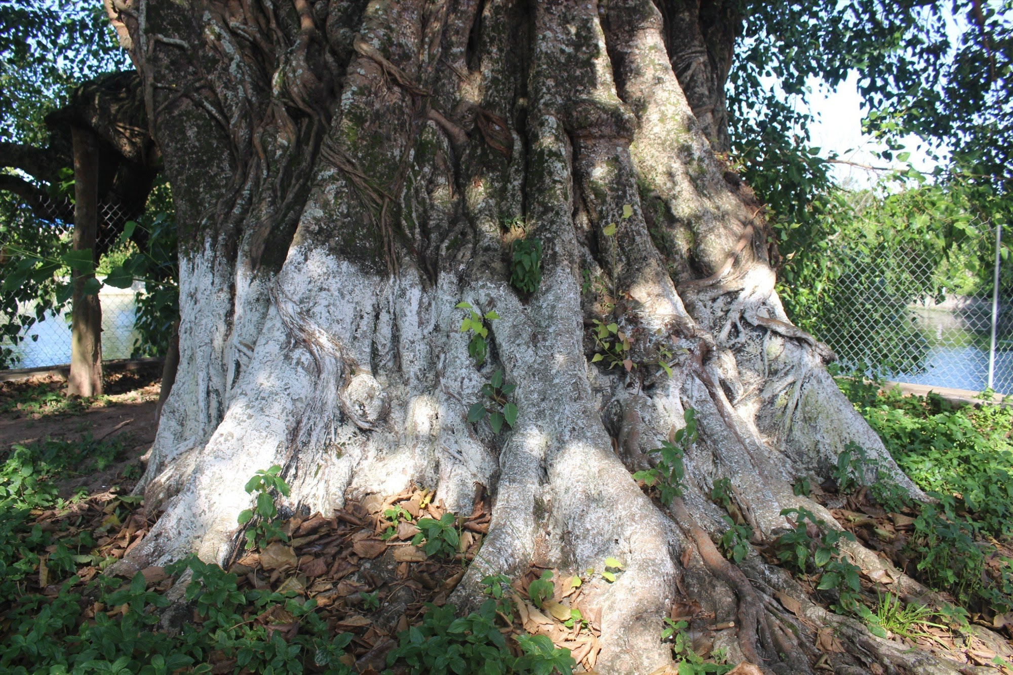 Ngoài hệ thống kiến trúc vật thể như bến nước-sân đình, làng Dịch Diệp may mắn còn giữ được cây bồ đề cổ thụ khoảng 800 năm tuổi.