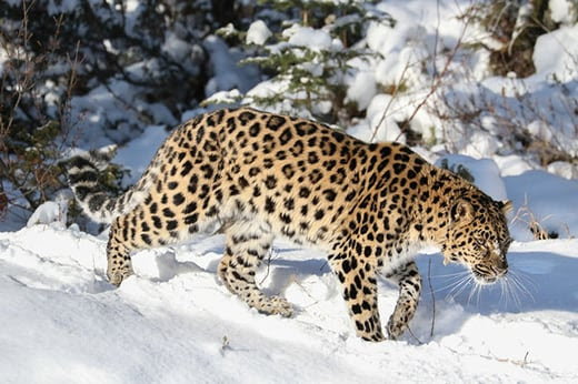 cedardown-leopard