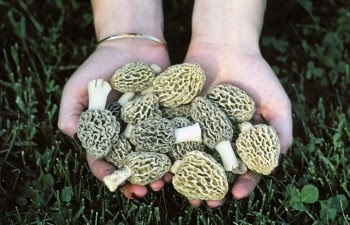 morel