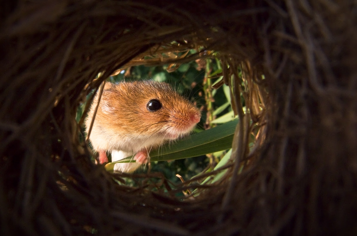 a harvest mouse outside it’s nest