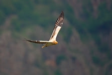 New flyway action plan for Egyptian vulture 