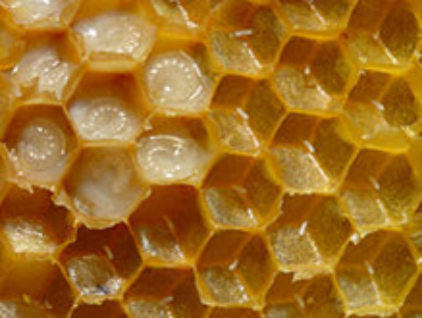 eggs and honey bee larvae in royal jelly
