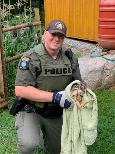 ECO holding hawk in a towel before release