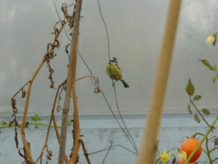 As it gets colder - the polytunnel is a great resource for many insects and the birds like Blue Tits which hunt them. As it gets colder - the polytunnel is a great resource for many insects and the birds like Blue Tits which hunt them.